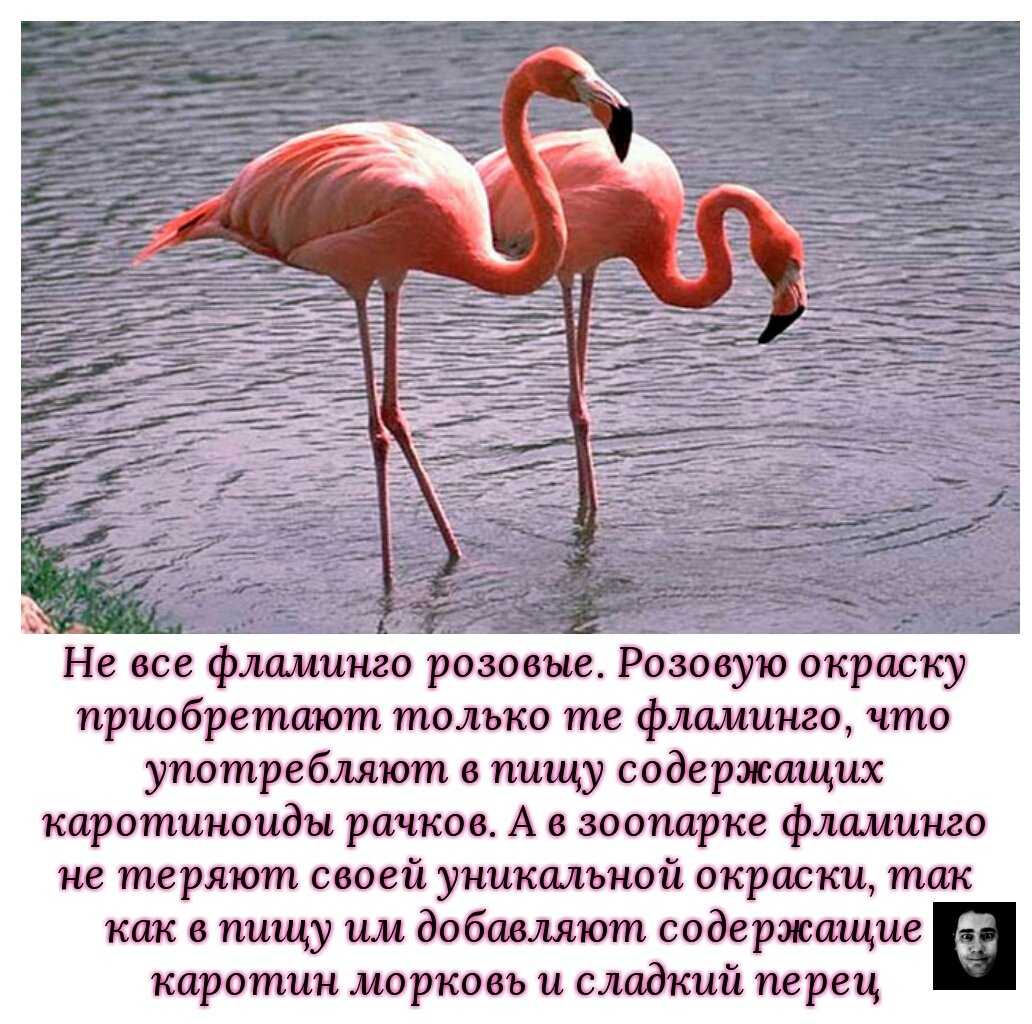 Сонник фламинго: к чему снится и что означает сон?