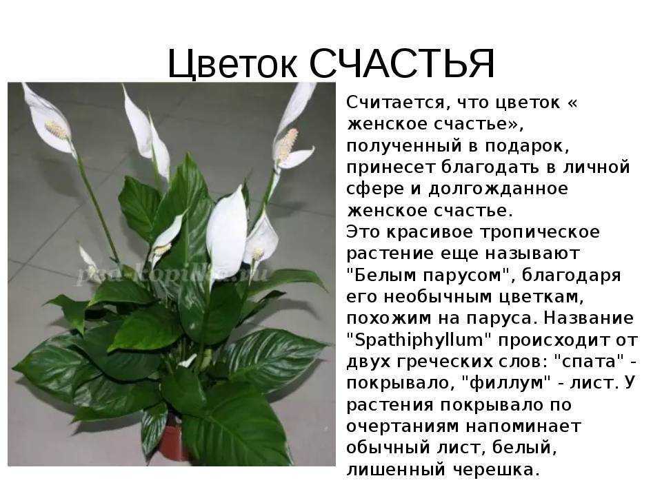 «теплица к чему снится во сне? если видишь во сне теплица, что значит?»