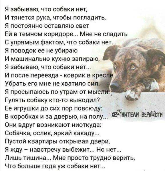Почему людям снятся злые собаки