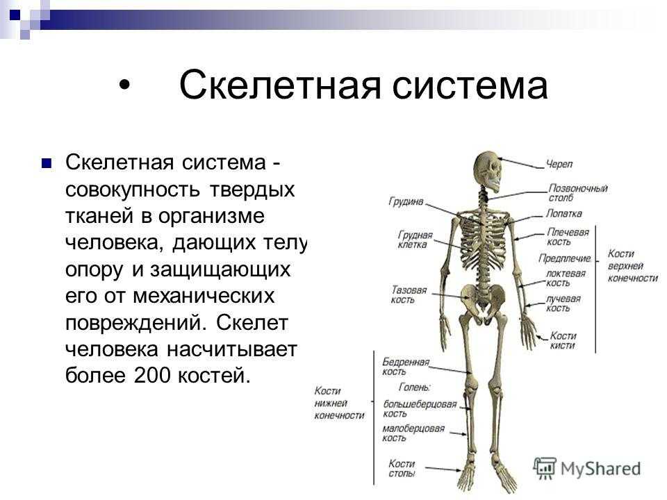 Скелет по соннику