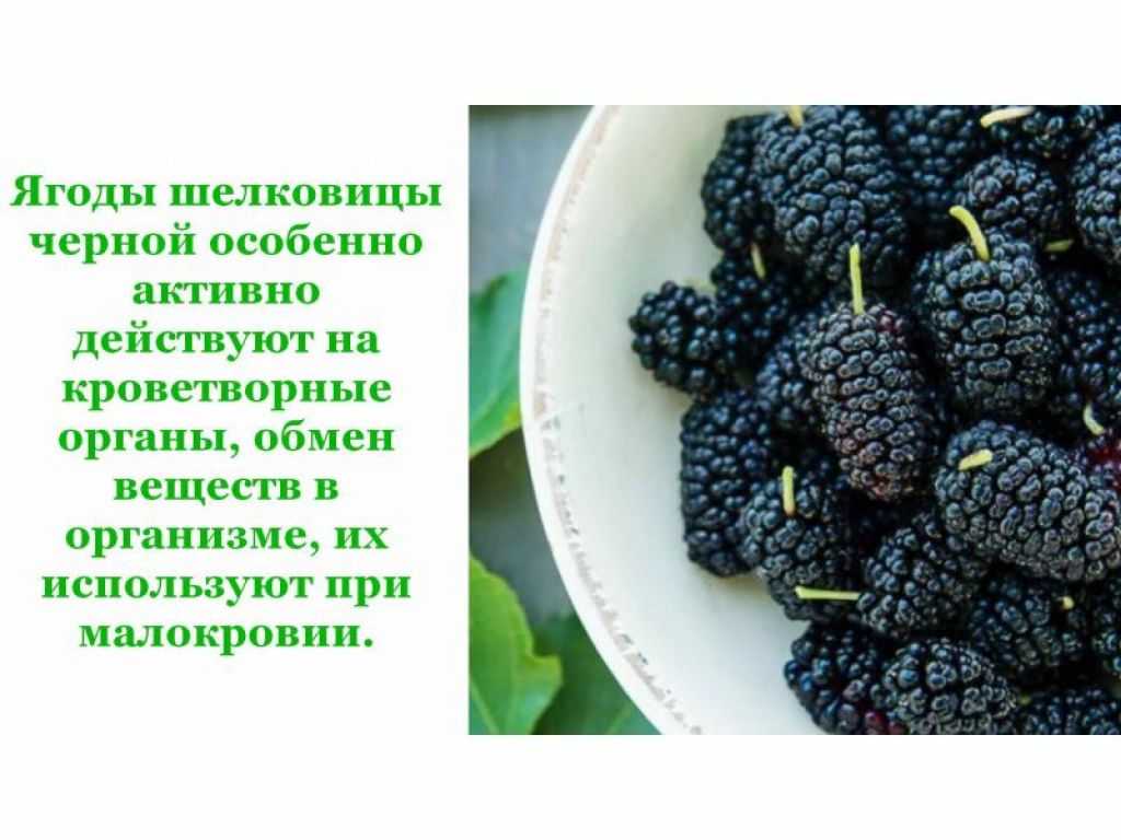 К чему сниться белая шелковица