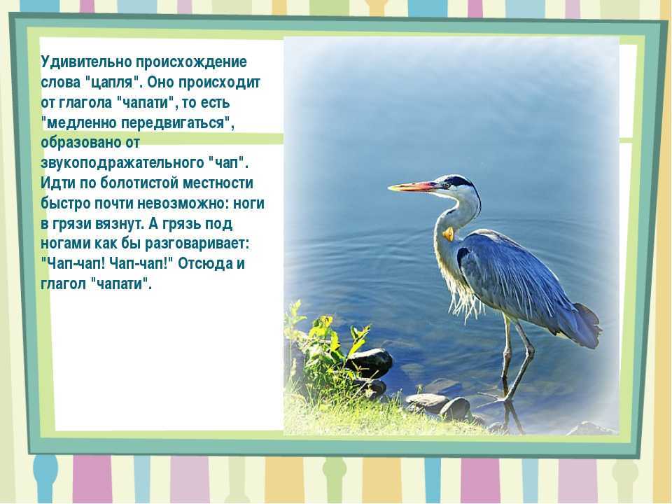 К чему снится цапля женщине или мужчине — толкование сна по сонникам