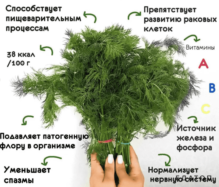 Сонник укроп: к чему снится и что означает сон?