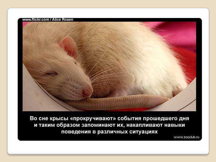 Маленькая мышка