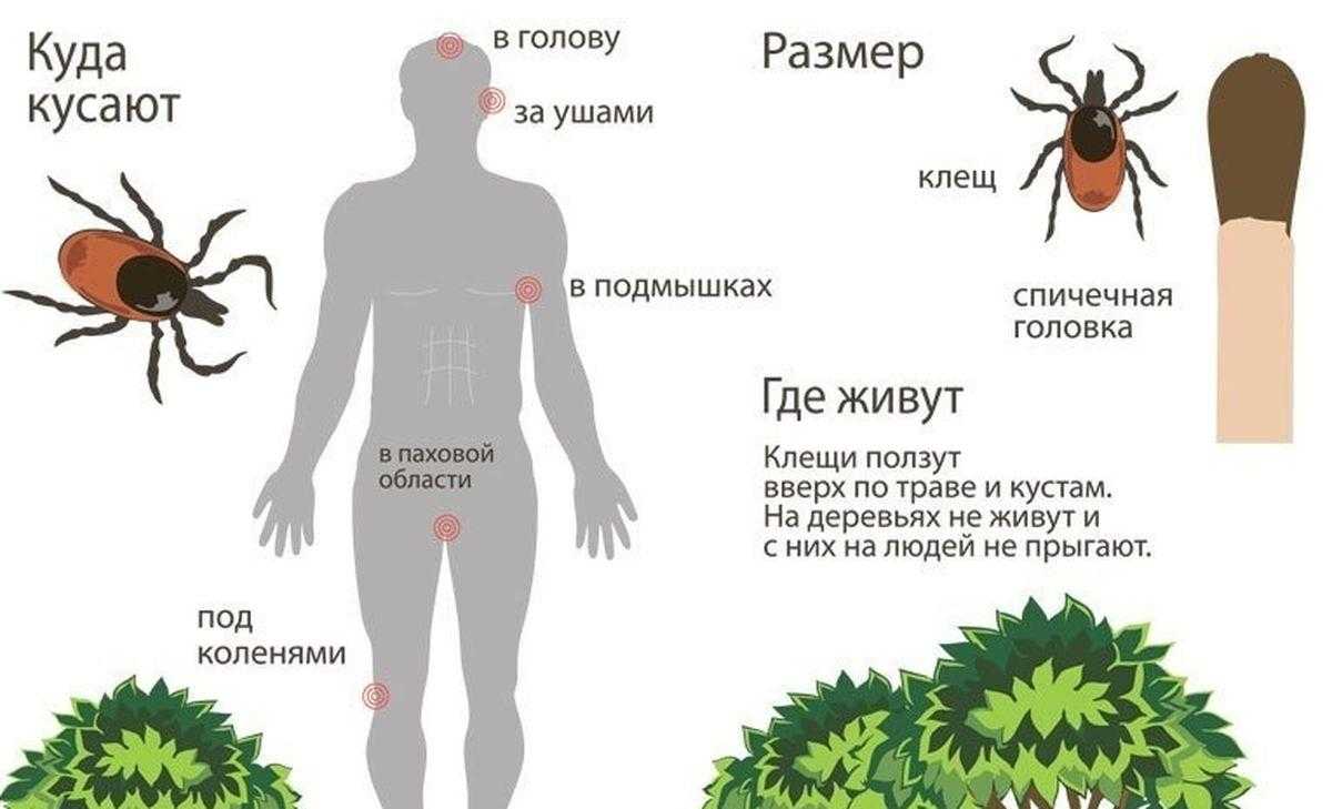 К чему снятся клещи во сне женщине — много, на теле, ногах и голове