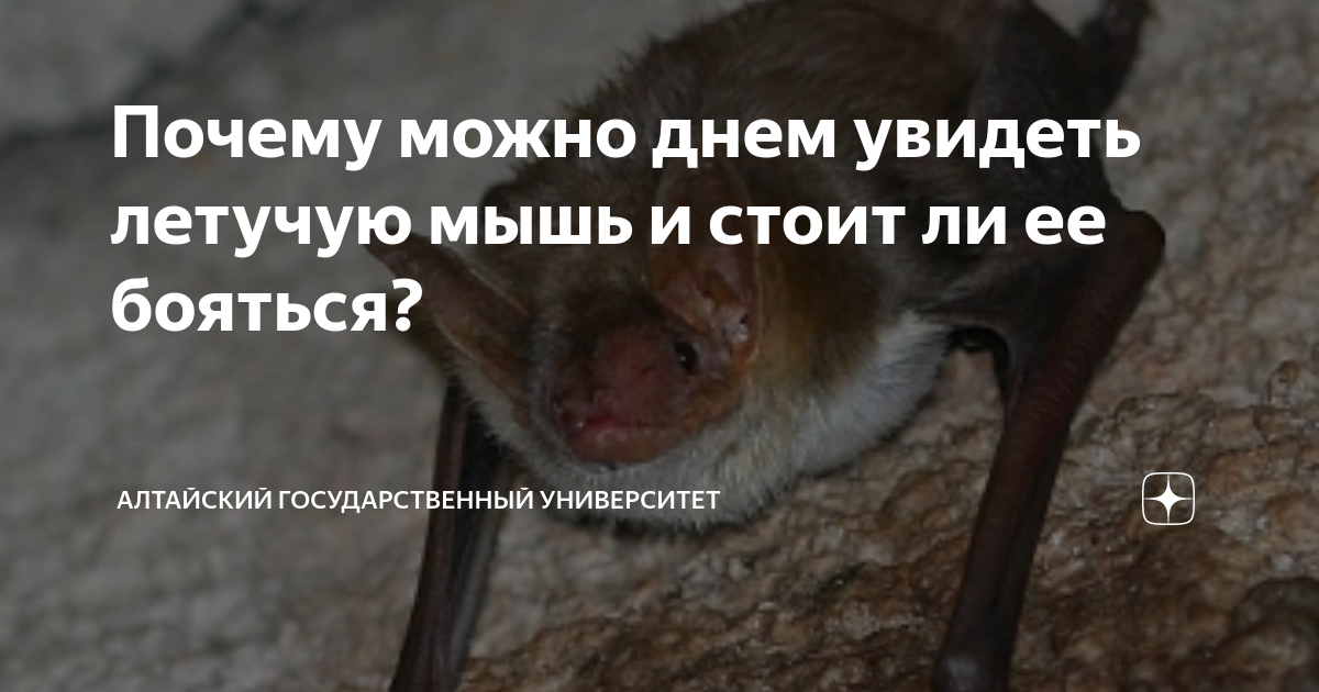 К чему снится летучая мышь - толкование сна для женщины
