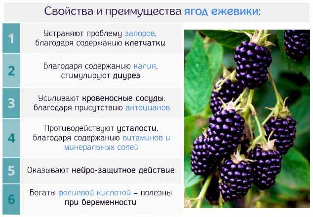 К чему, согласно сонникам, снится шелковица: значение тутовника во сне
