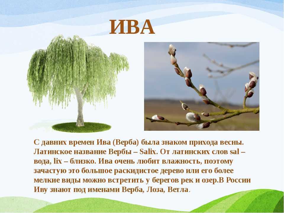 Сажать иву