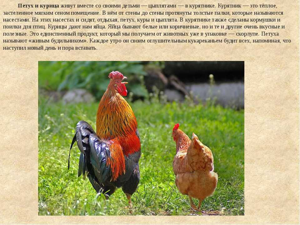 К чему снится петух: мужчине, девушке, беременной женщине, ловить, зарезать его и ощипывать