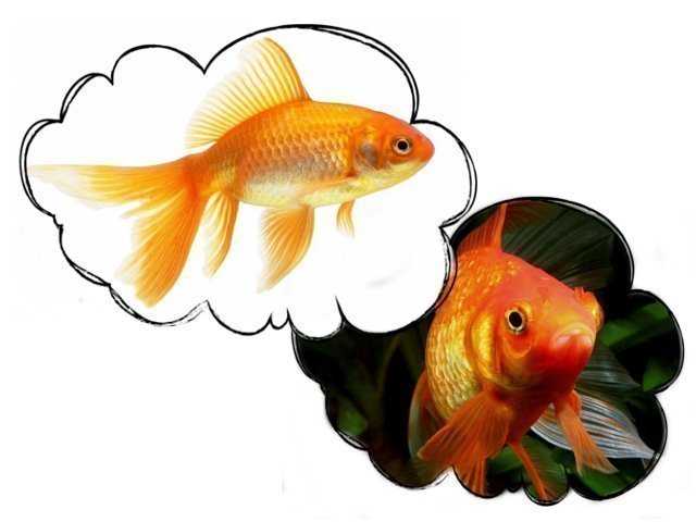 К чему снится золотая рыбка 🐠 - топ-46 толкований ❗ по сонникам: что значит для женщины и мужчины во сне видеть в чистой воде и ловить руками в пруду маленькую живую рыбу