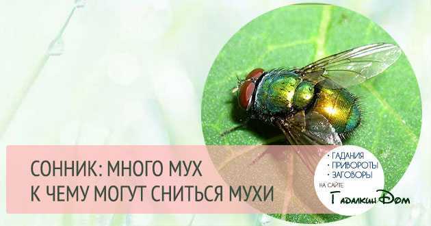 К чему снится много мух?