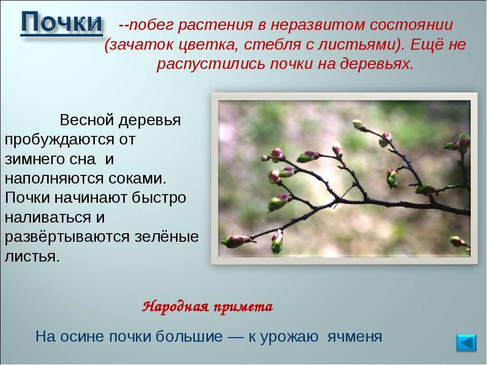 К чему снится дерево по соннику