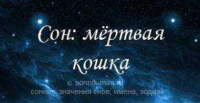Как трактовать сновидение о мертвой кошке — 42 разных значения