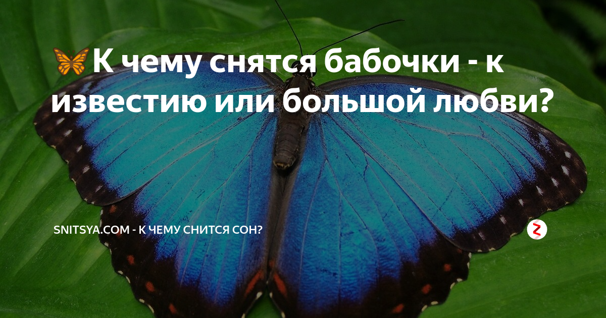 К чему снится  бабочка во сне — по 90 сонникам! если видишь во сне бабочка что значит?