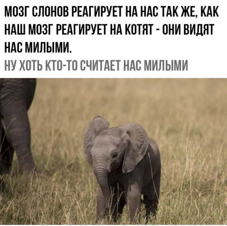 К чему снится слон: мужчине, женщине, беременной – наблюдать, кормить, ехать верхом