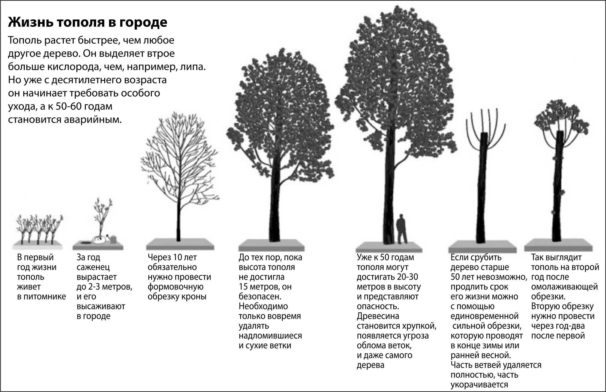 К чему снится сажать дерево: значение сна, толкование и выбор сонника