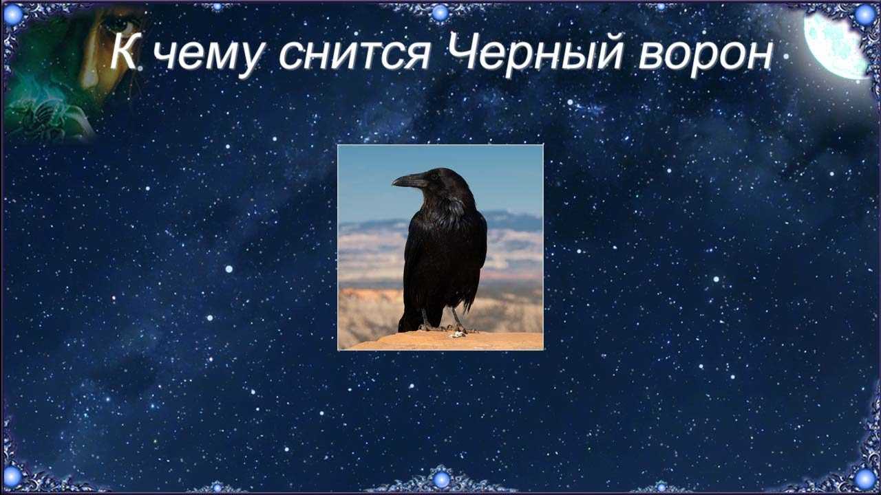 К чему снятся птицы во сне - толкование: сонник для мужчин и женщин    :: клео.ру