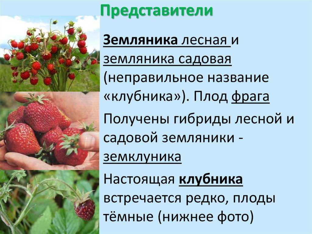 «земляника к чему снится во сне? если видишь во сне земляника, что значит?»