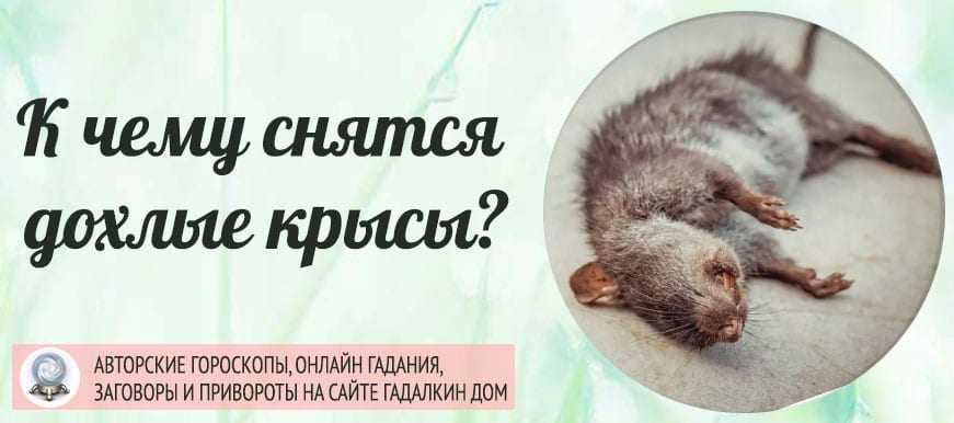Сонник крыса к чему снится во сне? видеть крысу что означает?