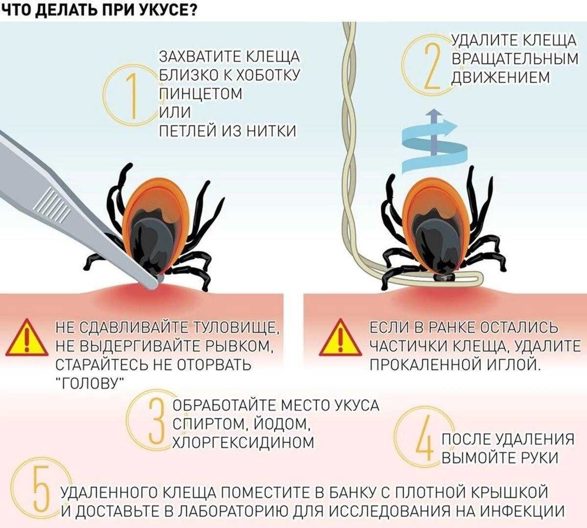 К чему снится клещ - значение сна клещ по соннику