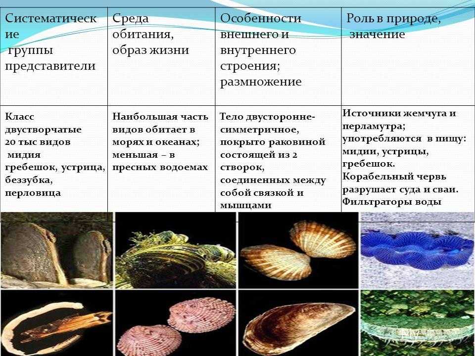 К чему снится устрицы ?