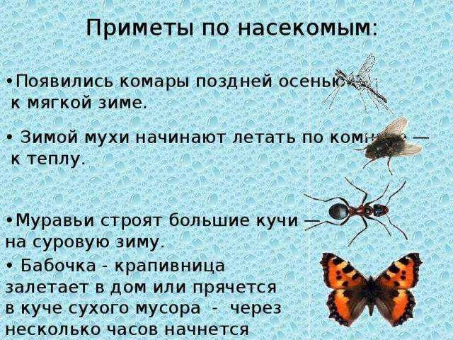 Сонник нападение мотылька. к чему снится нападение мотылька видеть во сне - сонник дома солнца