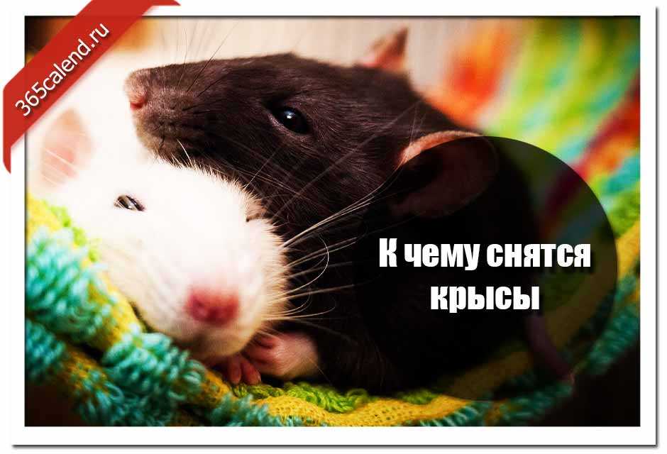К чему снится белая крыса. сонники про белую крысу во сне