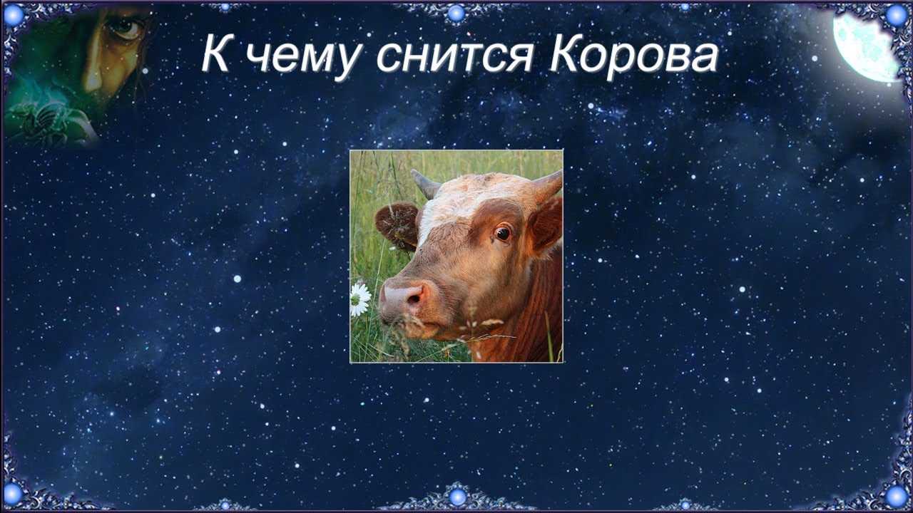 Как расшифровать сон о корове — 42 значения