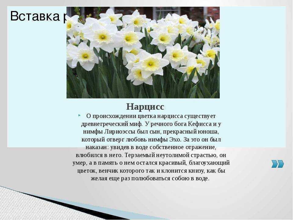 Фиолетовый нарцисс