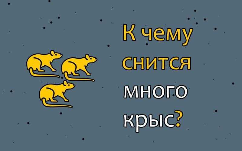 Что означает сон про домашнюю крысу — 34 подробных толкования