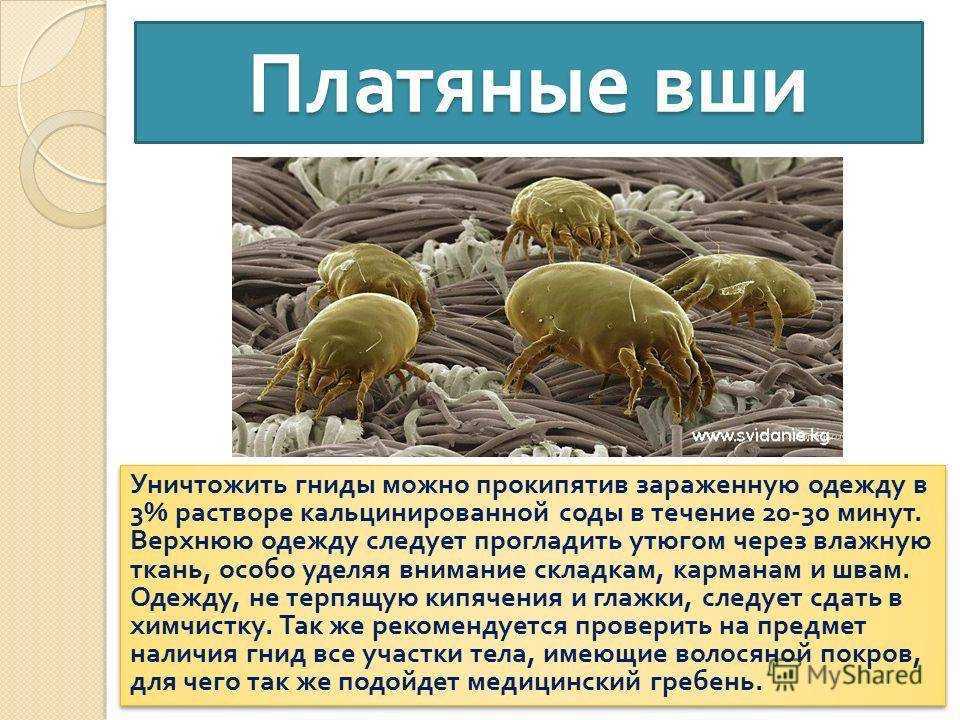 К чему снятся мокрицы: сонник и приметы о насекомом