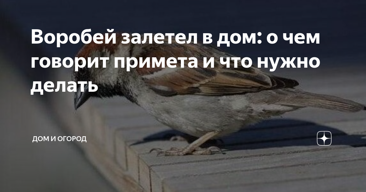 Поймать птицу