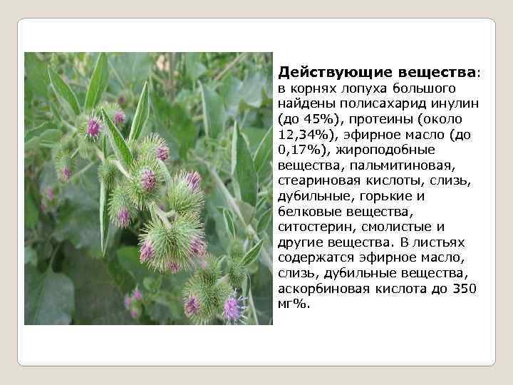 К чему снится  репейник во сне — по 90 сонникам! если видишь во сне репейник что значит?