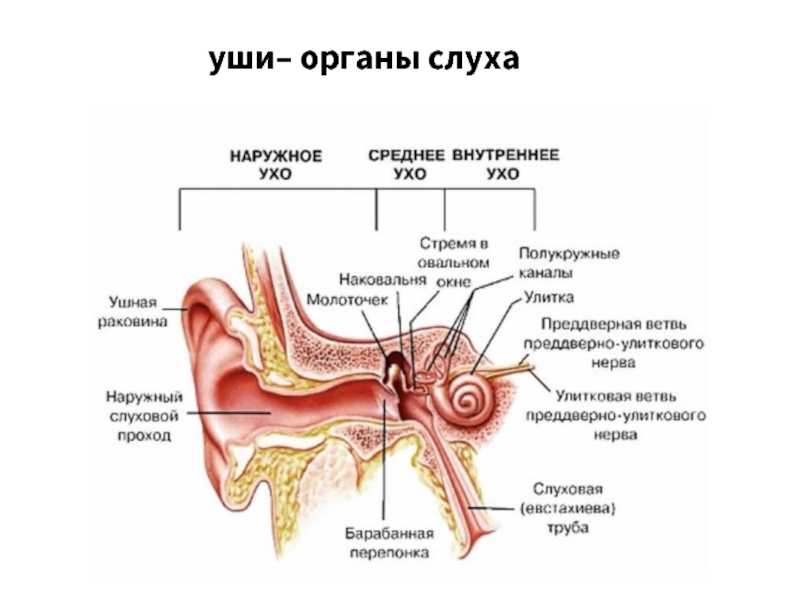 К чему снятся уши - значение сна уши по соннику