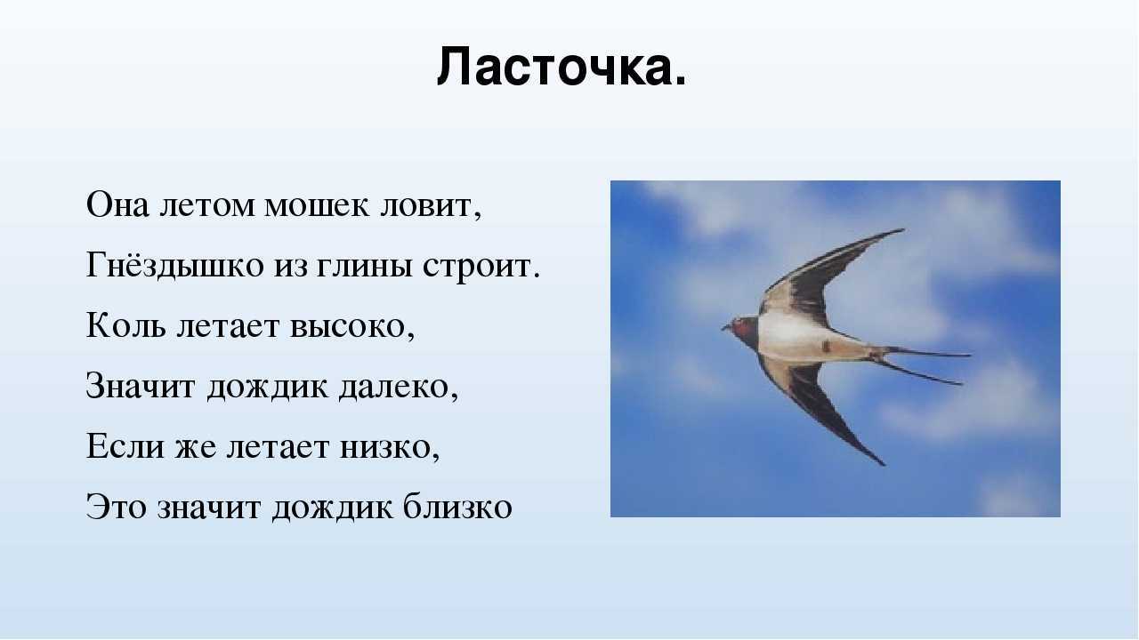К чему снится ласточка?