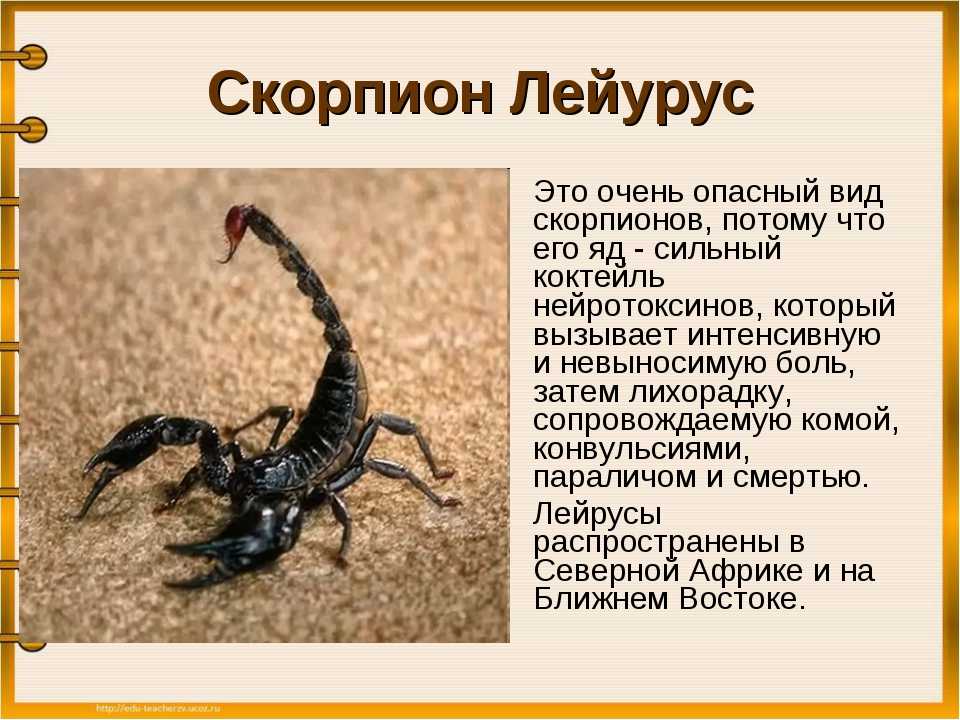 К чему снятся скорпионы женщине или мужчине — 60 толкований из разных сонников