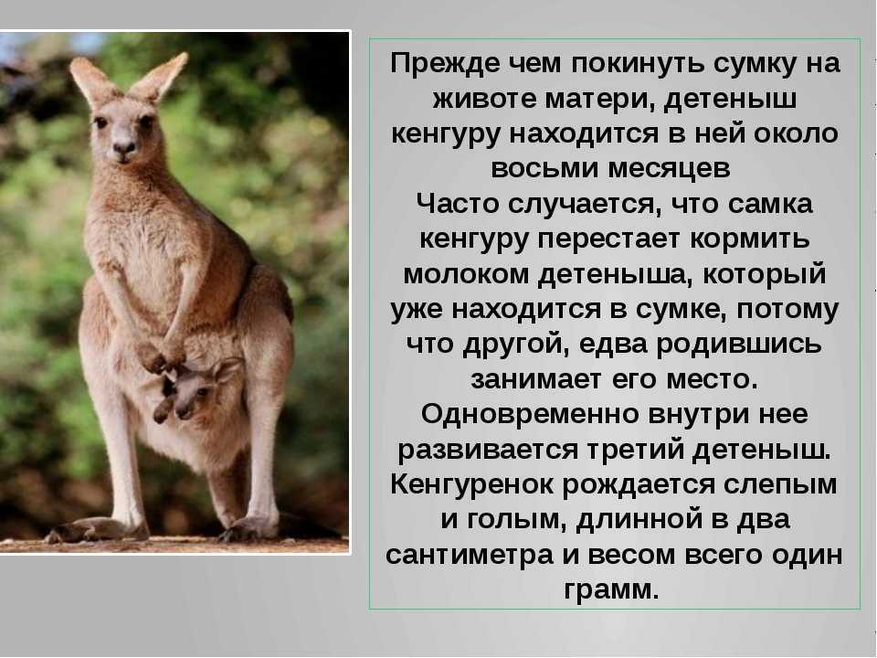 К чему снится кенгруру? сонник - кенгуру во сне.