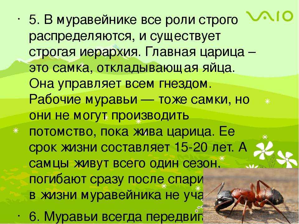 К чему снятся муравьи — 42 значения сон