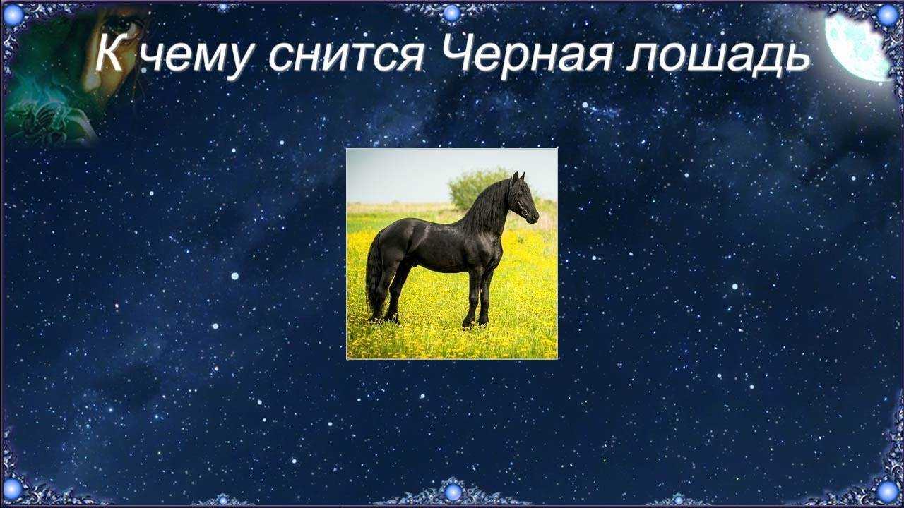 Катаюсь на лошади