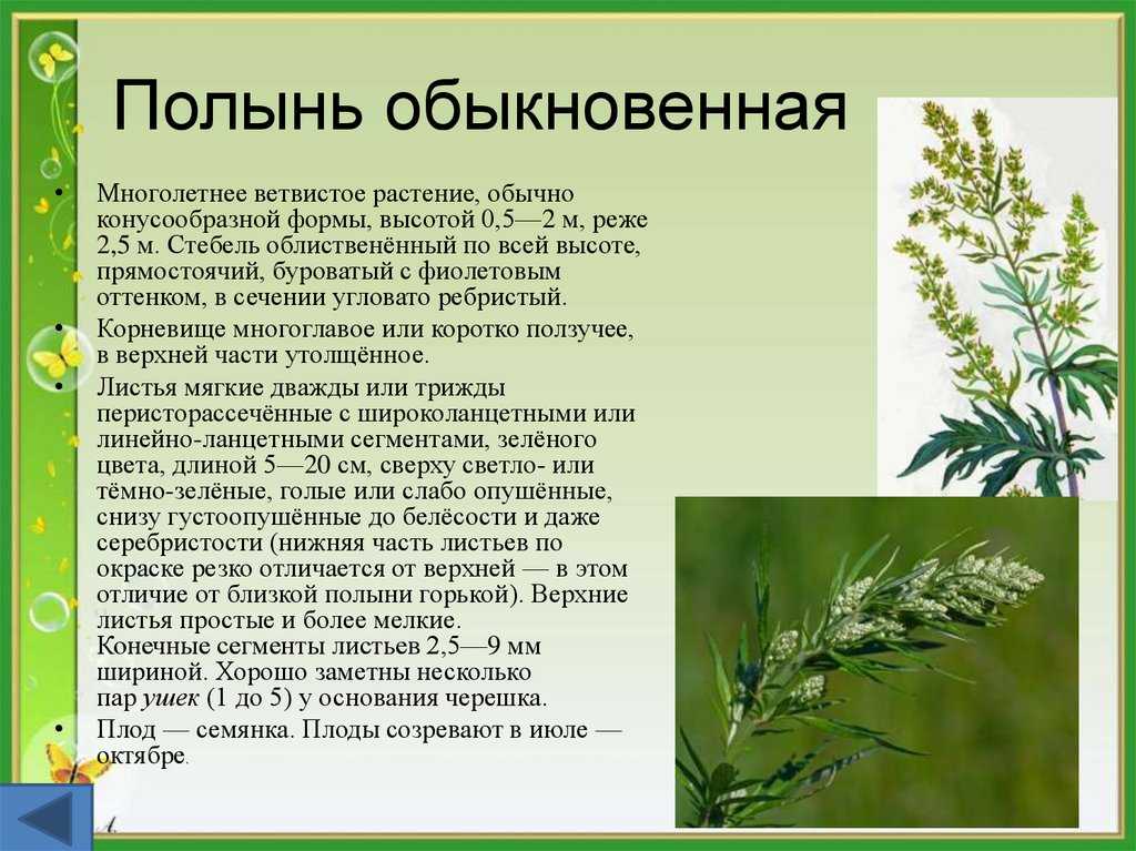 Сонник запах полыни. к чему снится запах полыни видеть во сне - сонник дома солнца