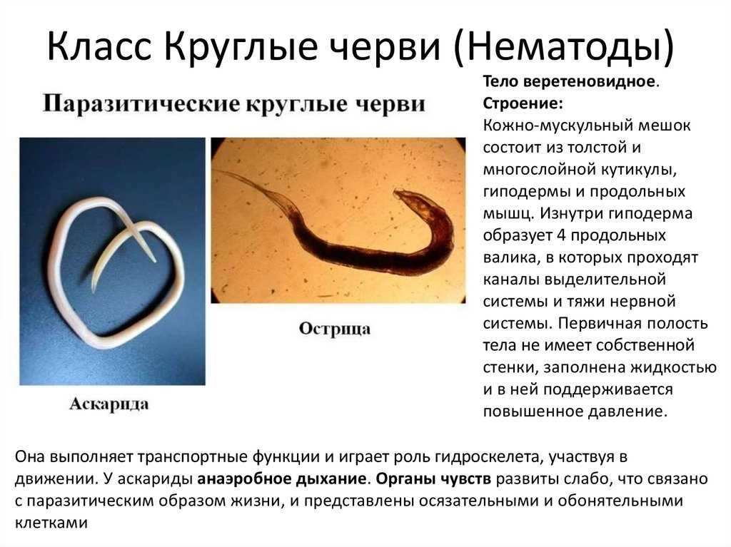 Примета черви, каково значение приметы черви?