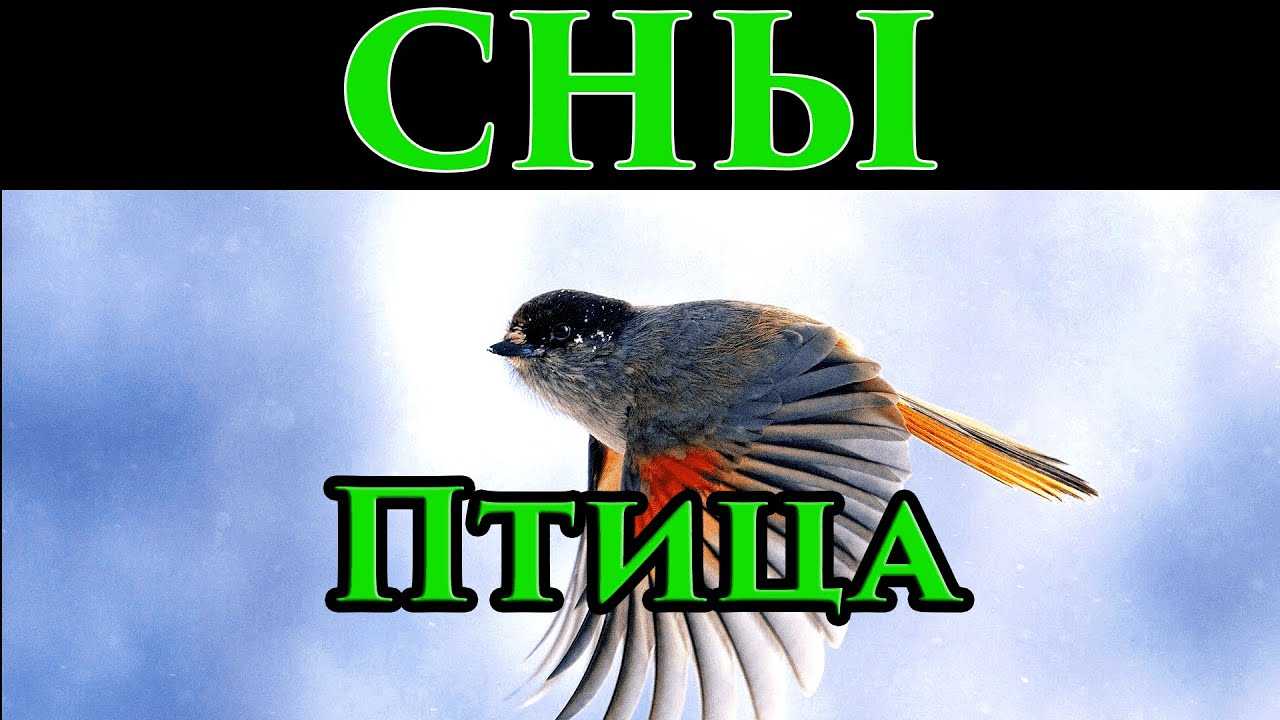 К чему снится кукушка по соннику. тайный смысл щебета птиц. как истолковать сновидение « кукушка »