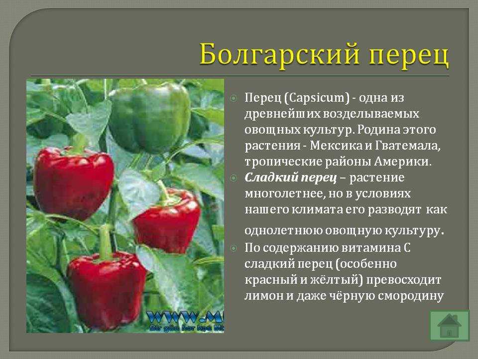 Во сне появился перец: к чему такой образ?