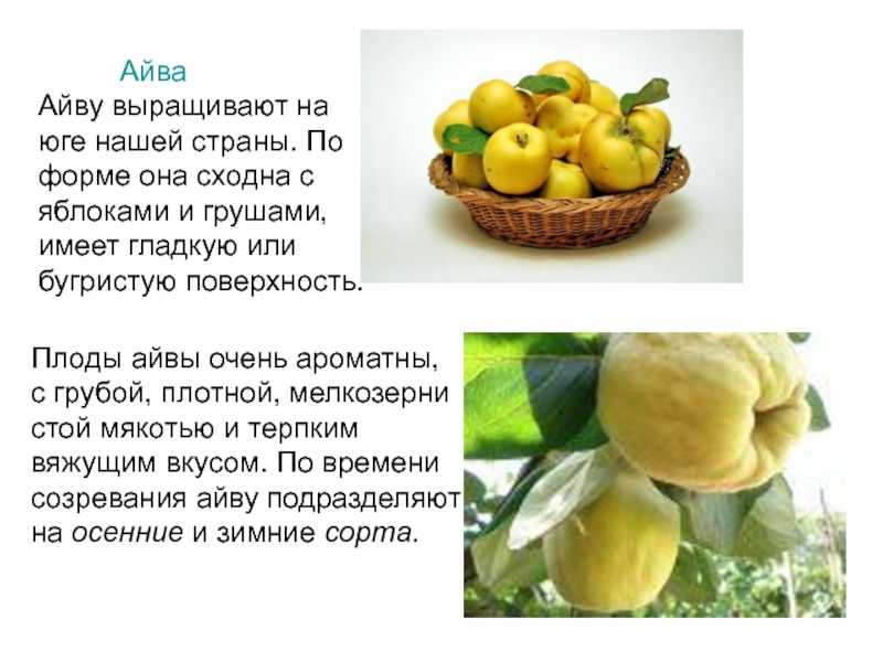 Сонник айва: к чему снится и что означает сон?