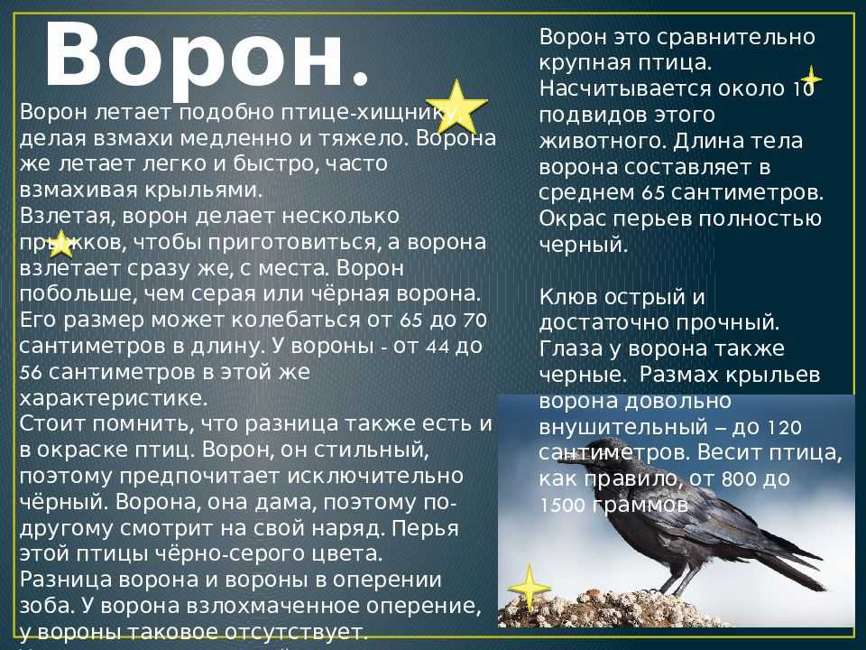 К чему снятся птицы грачи. увиденный сон - грачи. что означает сон про грача летающего и кричащего