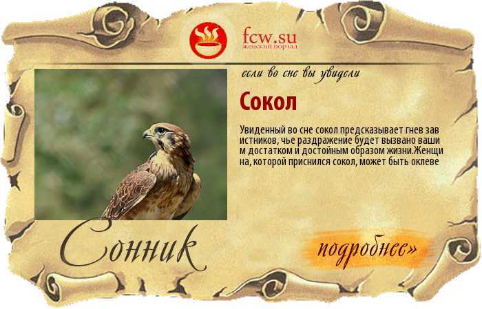 К чему снится  клык во сне — по 90 сонникам! если видишь во сне клык что значит?