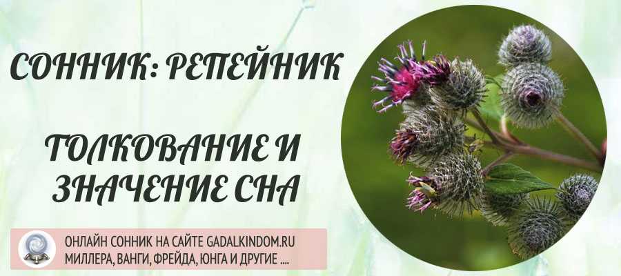 Лопух к чему снится – к чему снится лопух — значение сна лопух по соннику — надежда россии