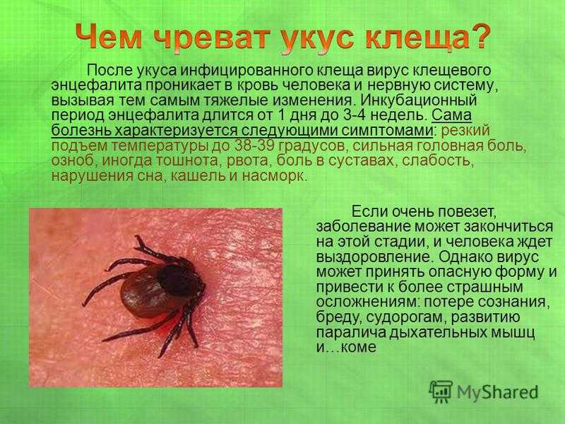 К чему снится клещ?