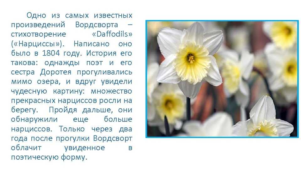 Сонник нарцисс к чему снится нарцисс во сне?