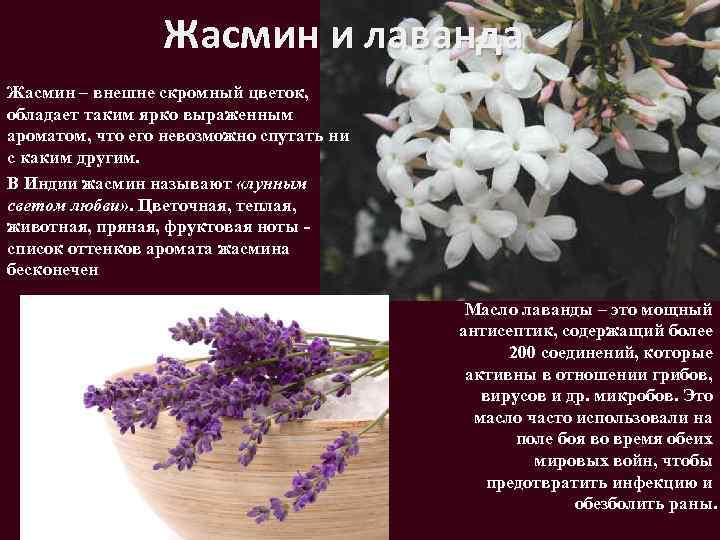 К чему снится жасмин - значение сна жасмин по соннику